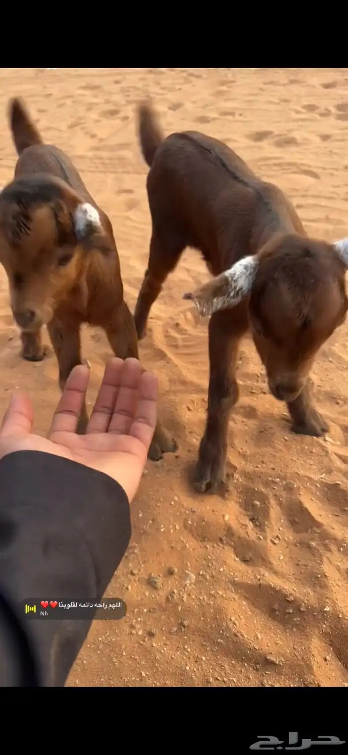 للبيع تيس وجفره 0