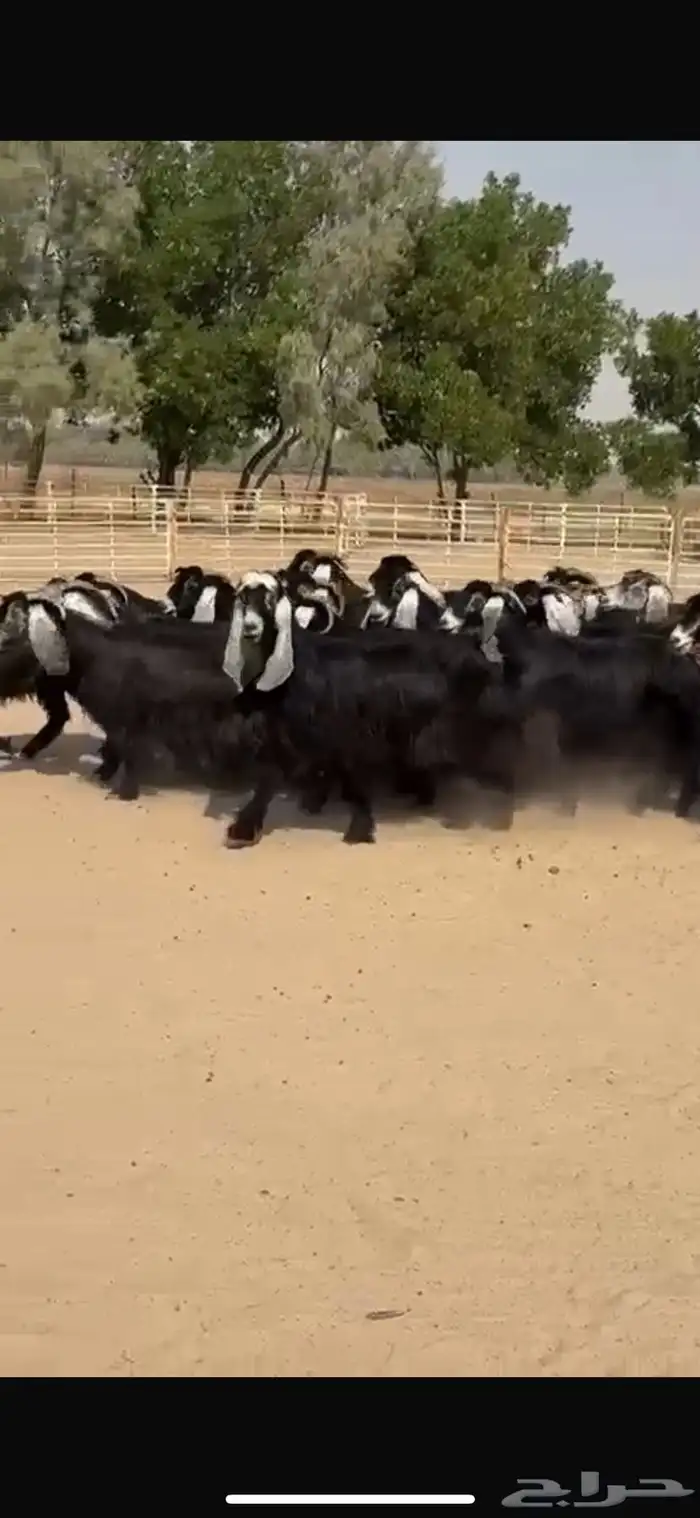 معزا عوراض فاخره 1