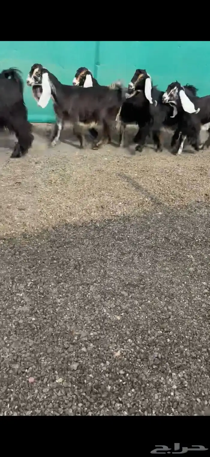 جفرات عوارض خصم الخصم دفيع 1