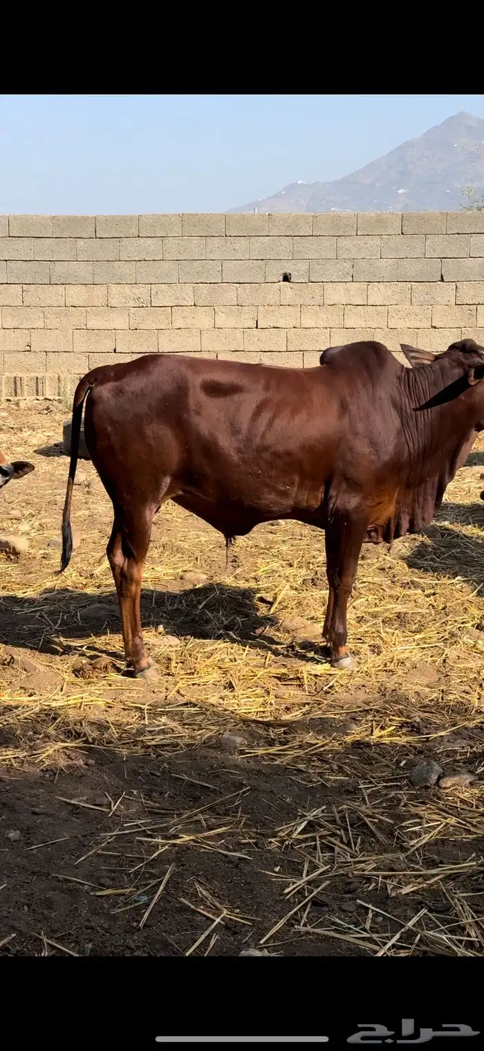 ثور فحل سمين 1