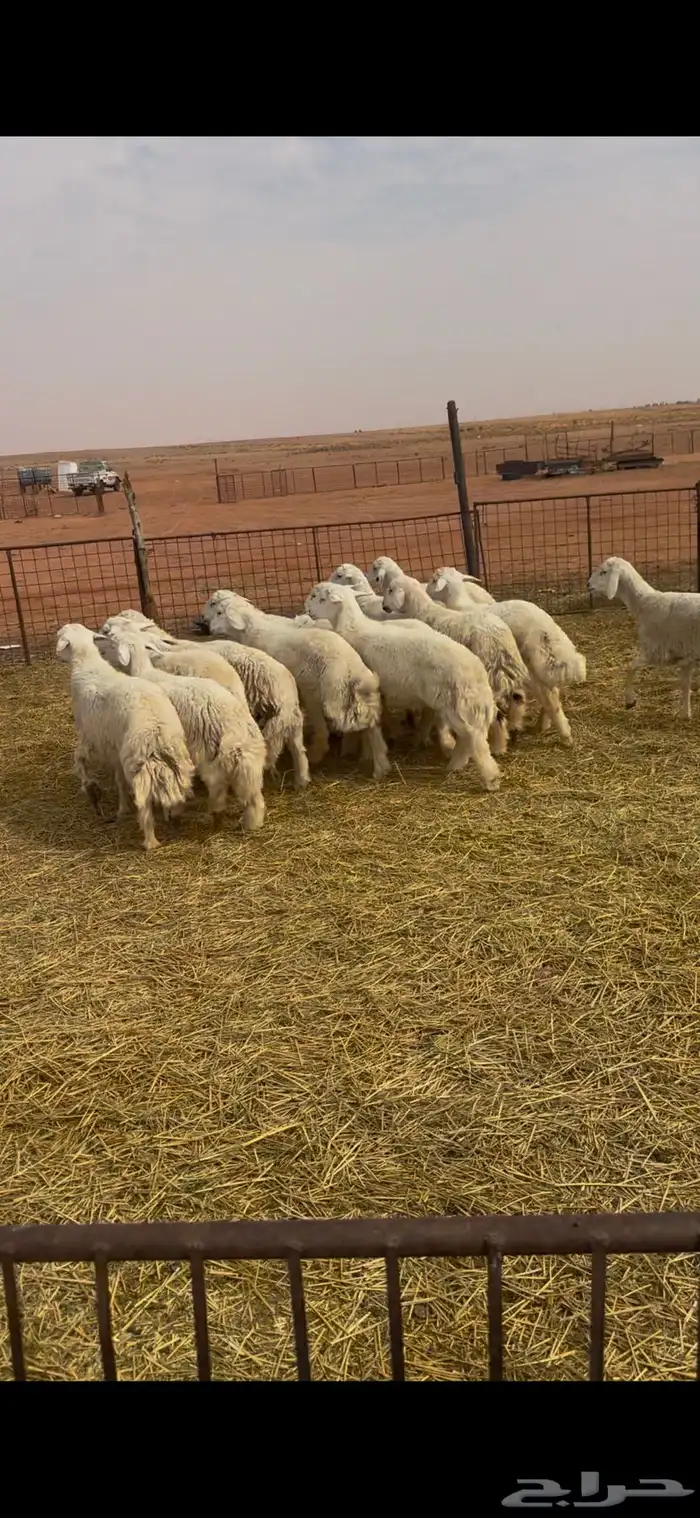 القصيم الاسياح 1