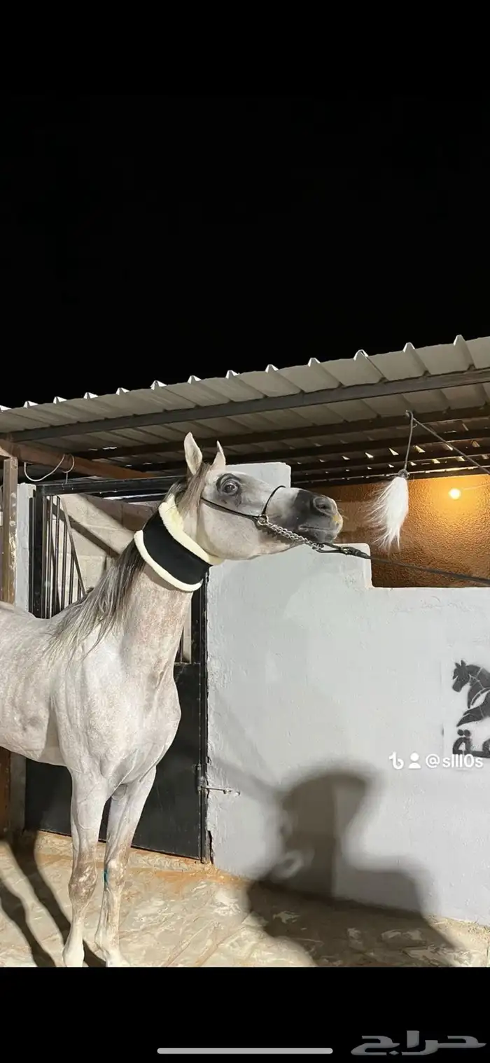 حصان واهو 19