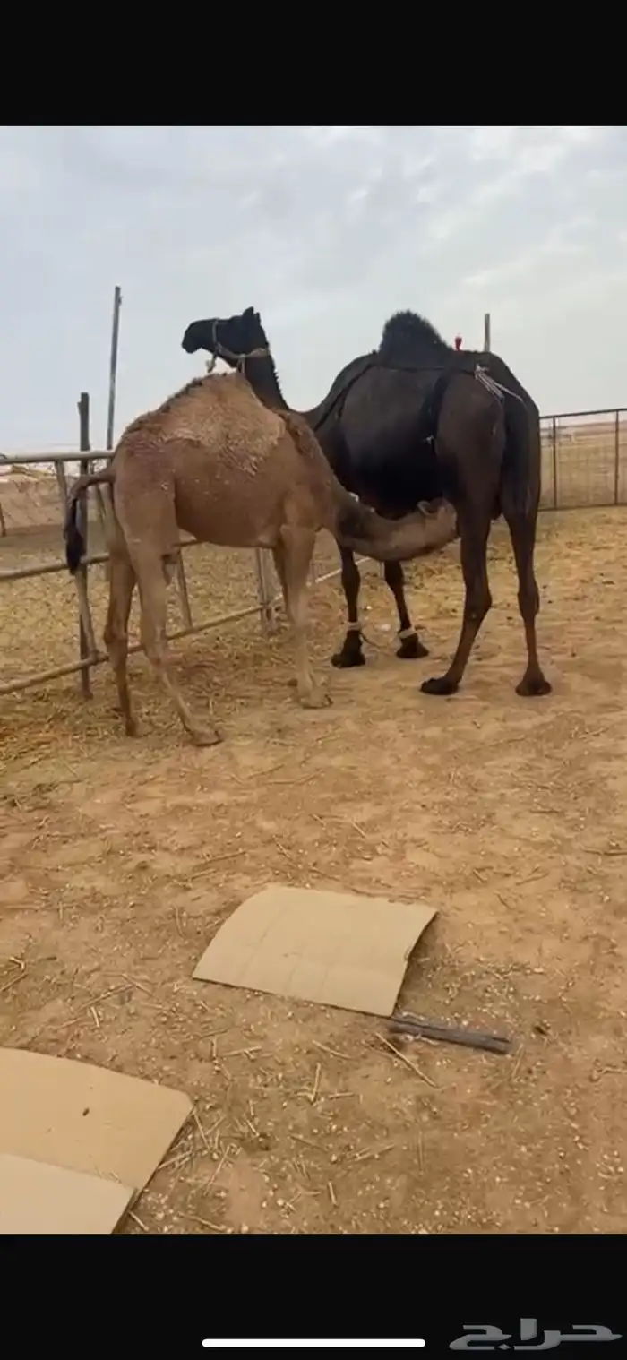 للبيع بكره وقعود ذبح لبنيت 3