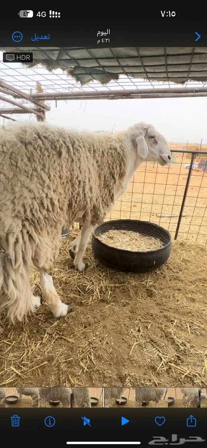 مشاريع فحول فحل حري 10