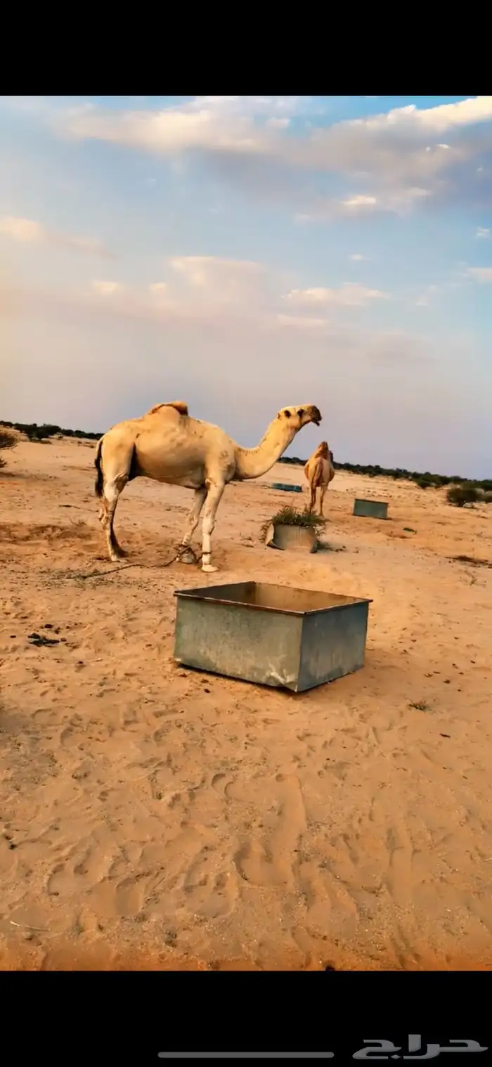 قعود باتلي 0