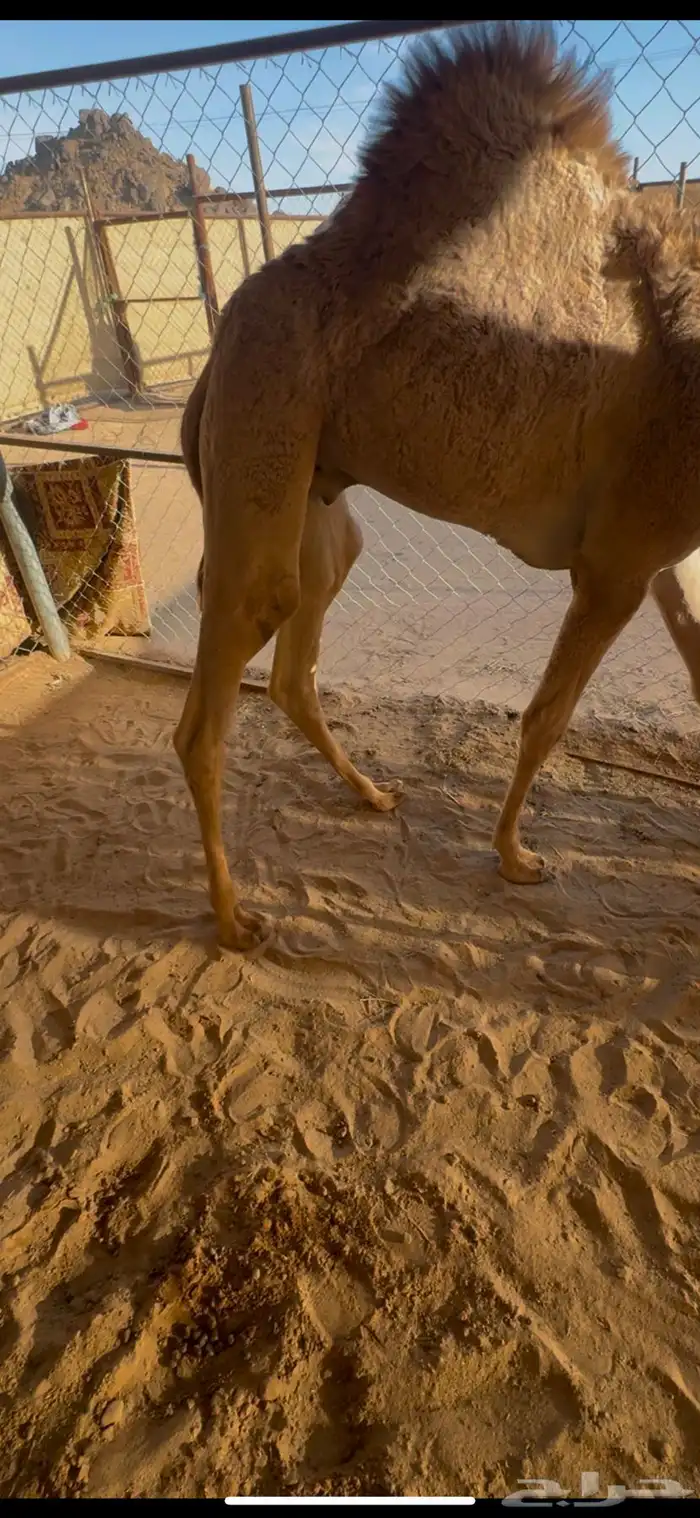 قعدان بلدي كفو السعر من 5000مع التوصيل 2