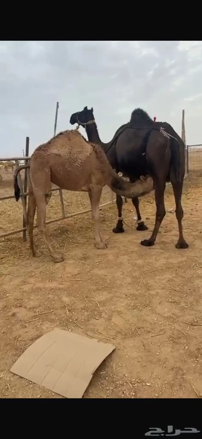 للبيع بكره وقعود ذبح لبنيت 4