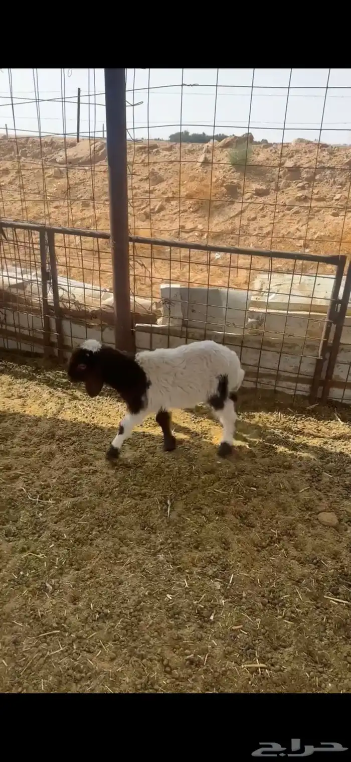 خروفين نعيم 6