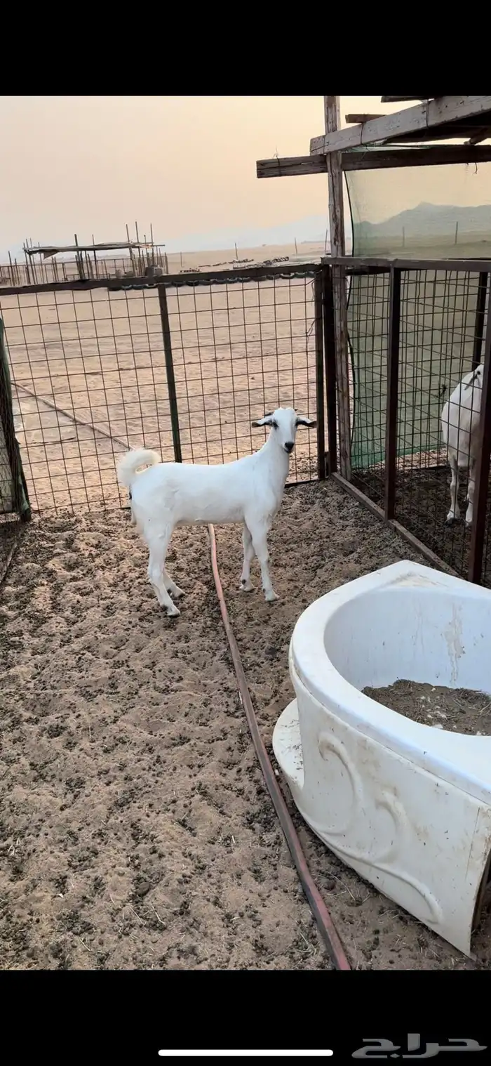 جفره بيشيه 3