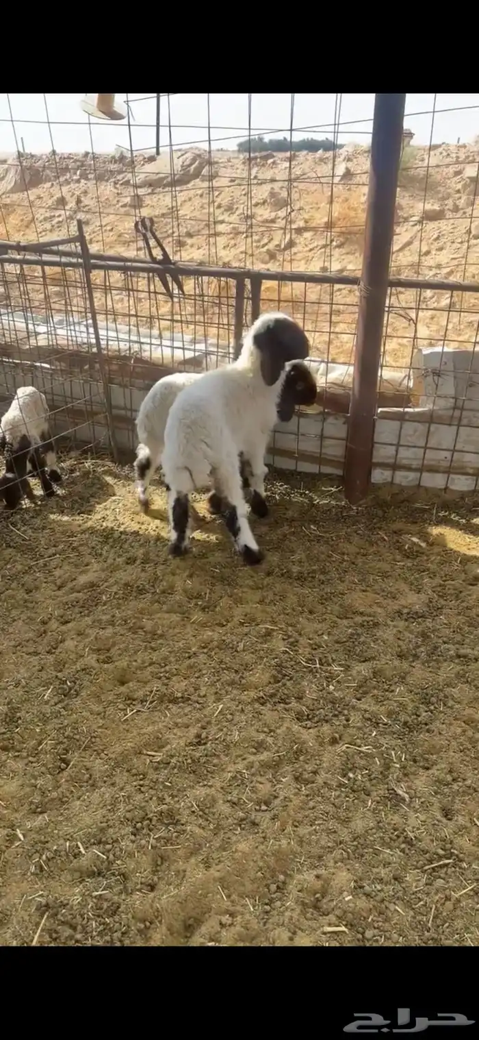 خروفين نعيم 5