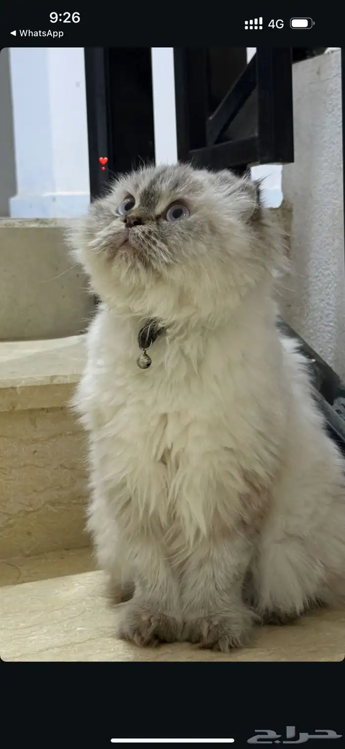 قطه شيرازي 2