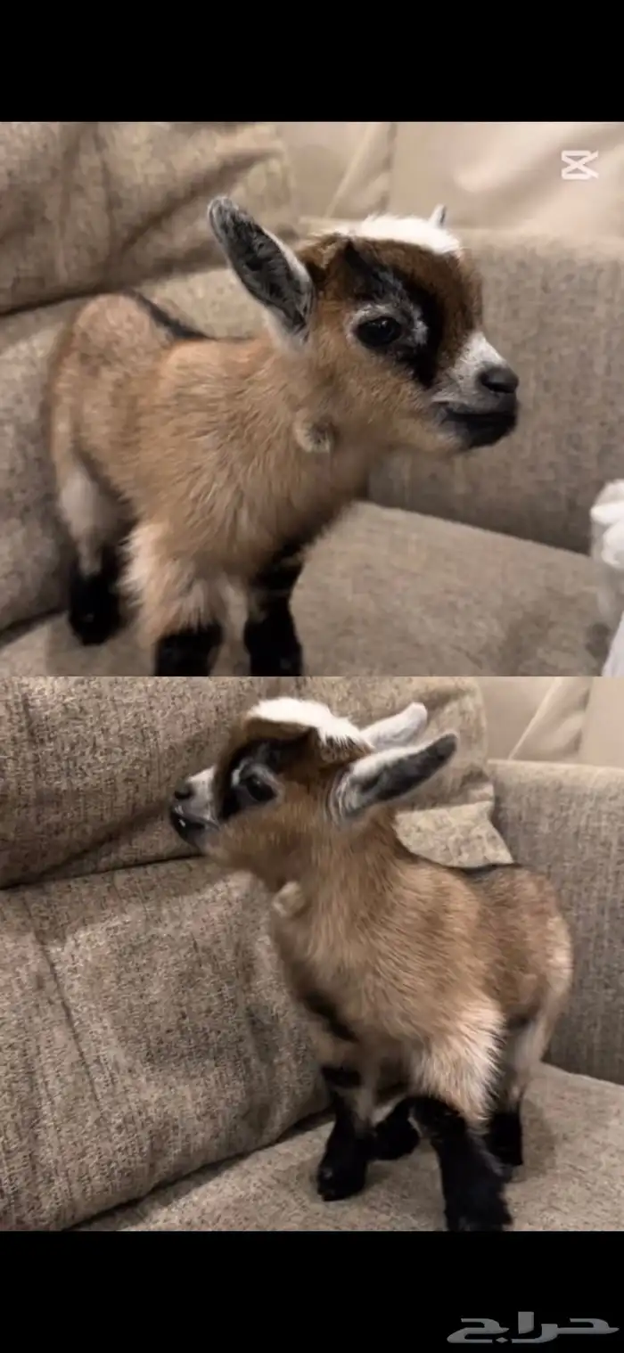 تيس قزم مستوئ ولون حلو 0