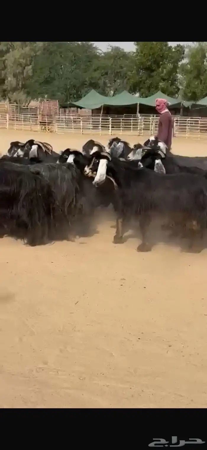 معزا عوراض فاخره 5