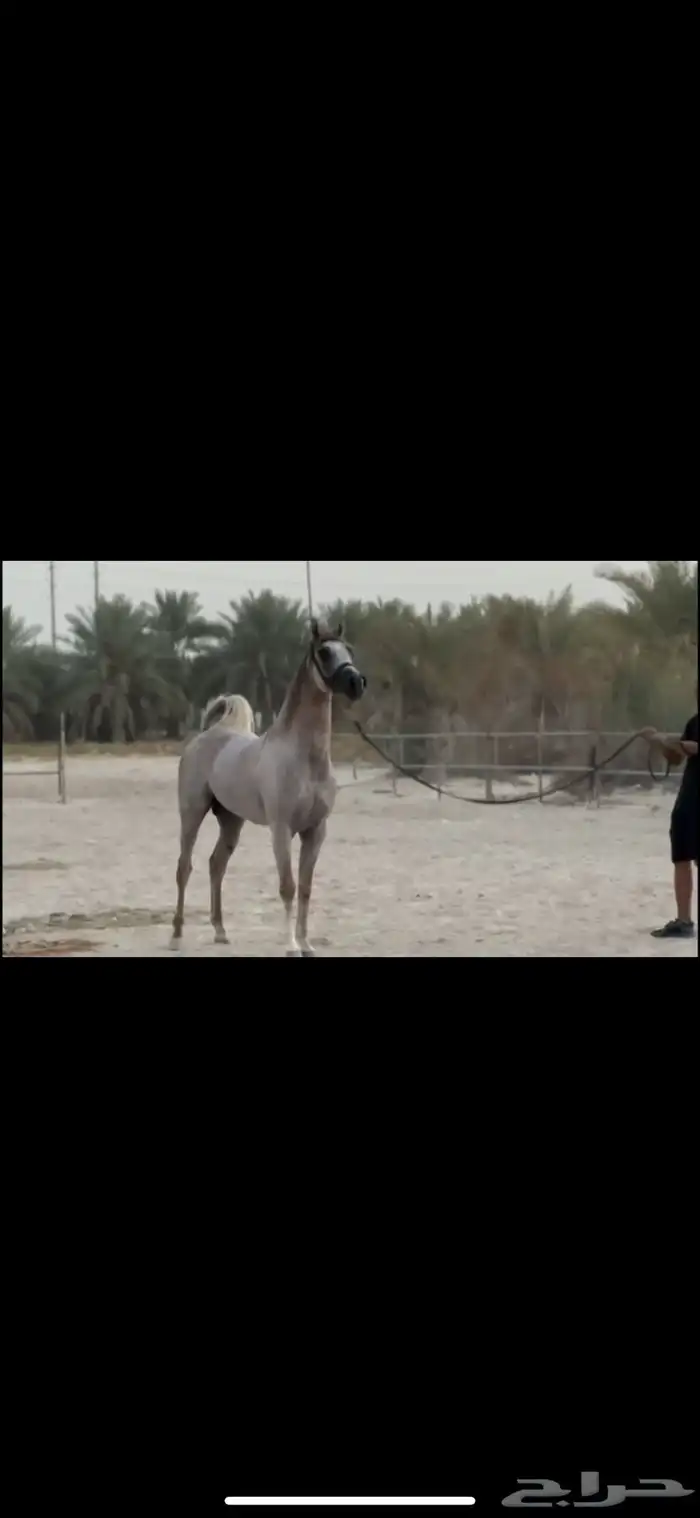 حصان واهو 13