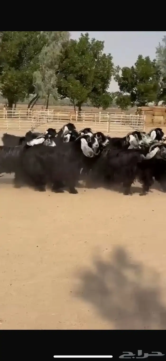 معزا عوراض فاخره 11