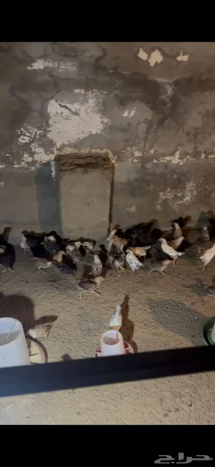 دجاج بلدي وبينه فرنسي 0