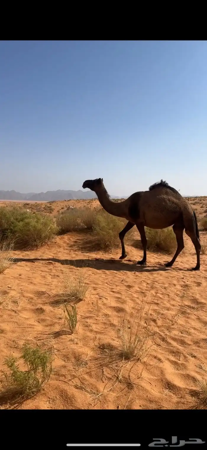 لقحه منيحه 1