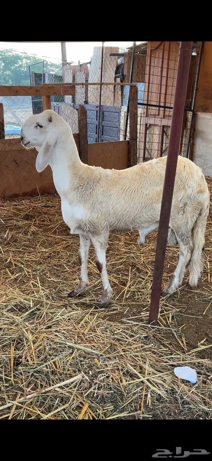 طليان سواكن صنف مشاريع فحول فواخر 10