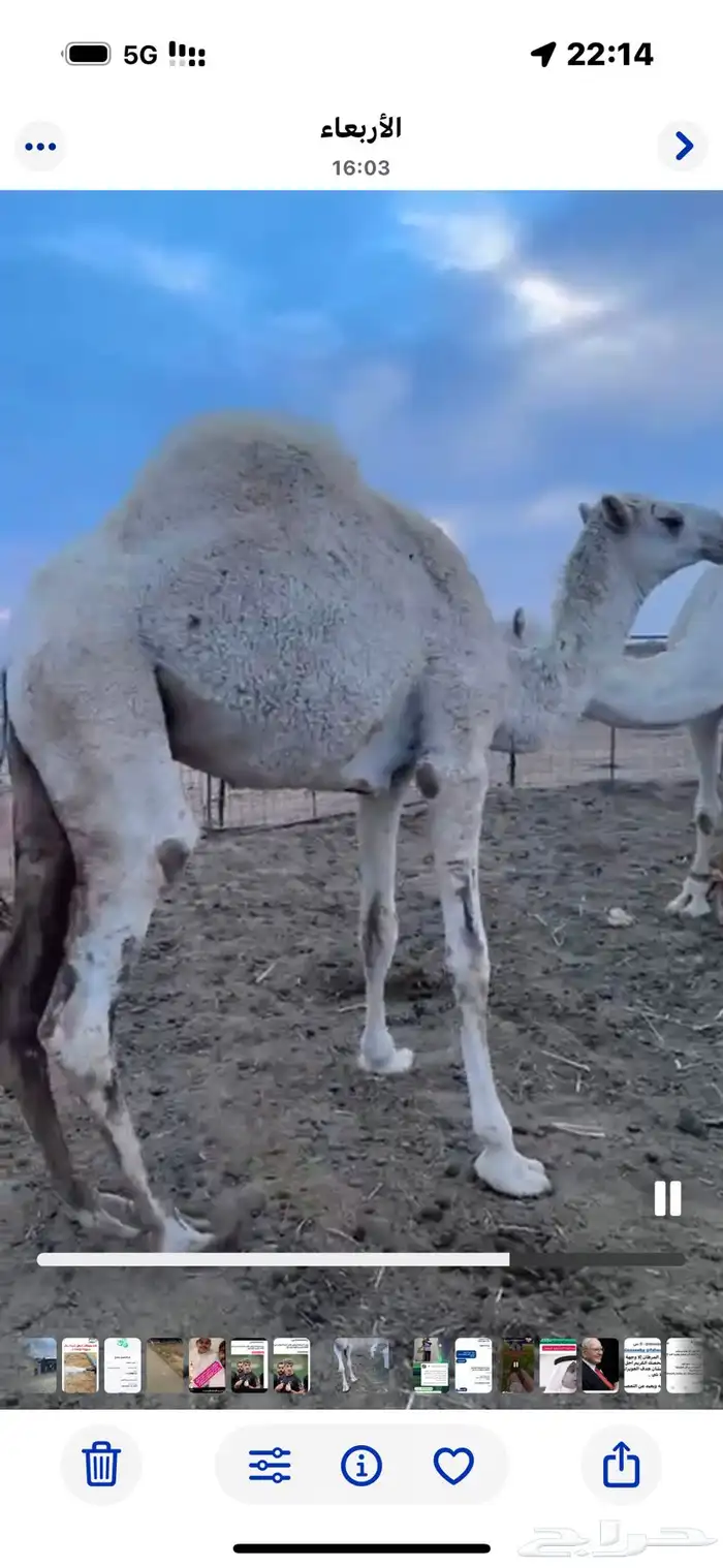 شمال بريدة 4