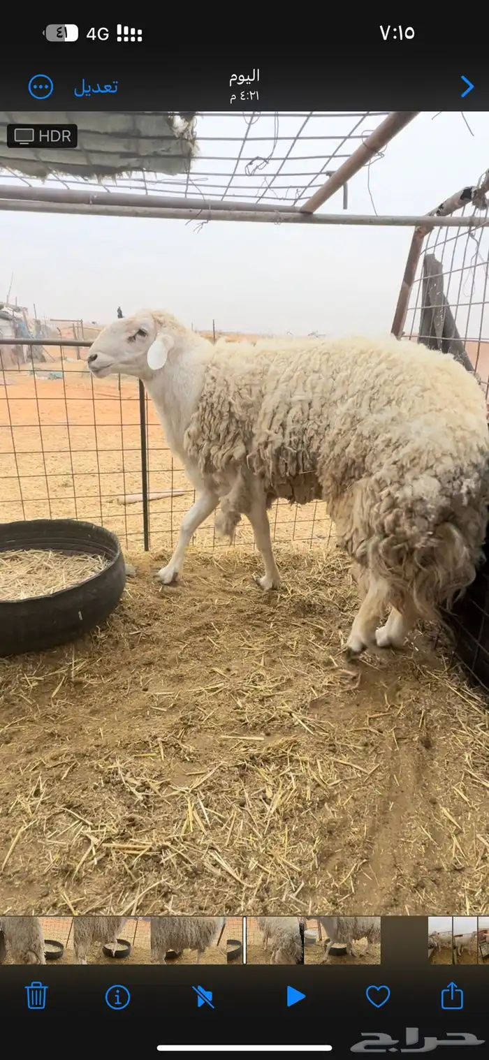 مشاريع فحول فحل حري 11