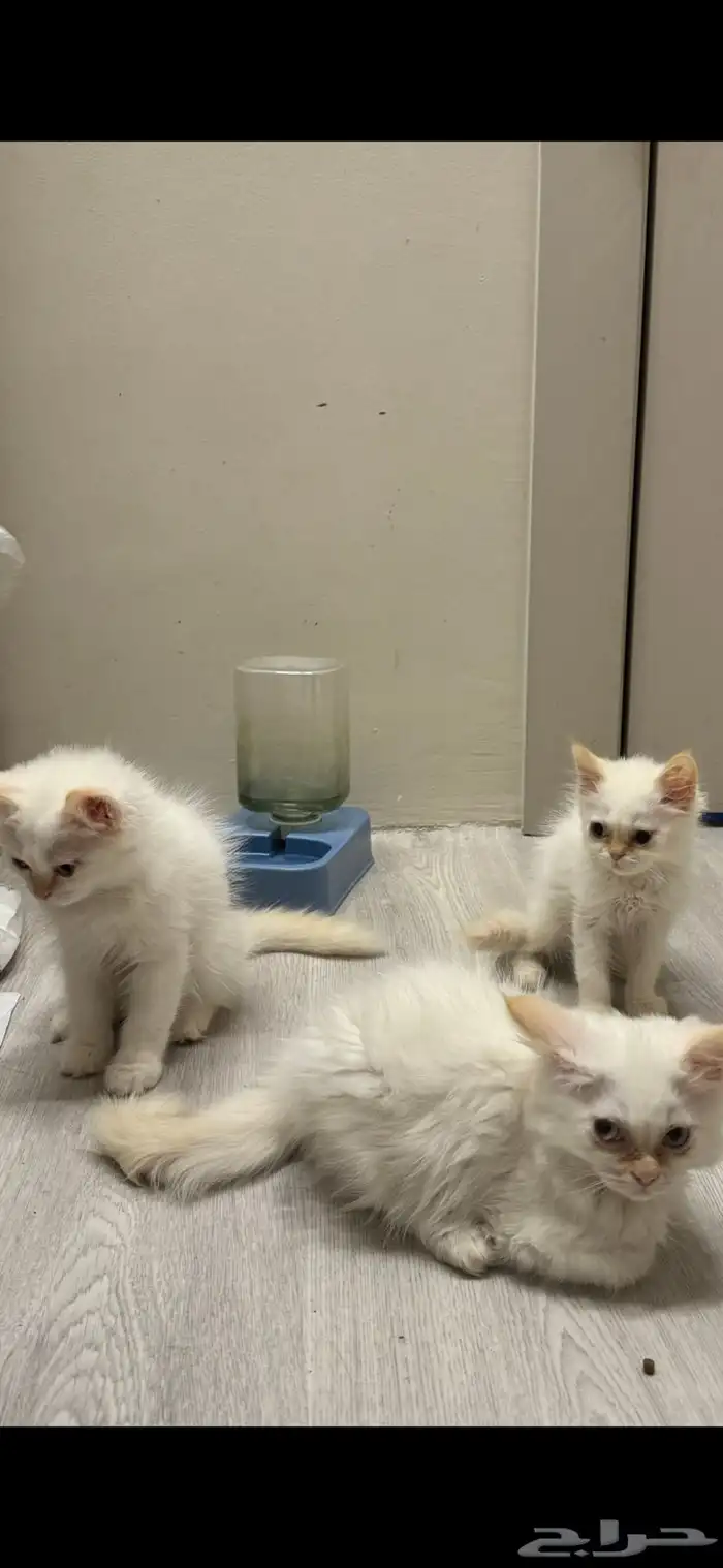 3 قطط للتبني شيرازيه 0