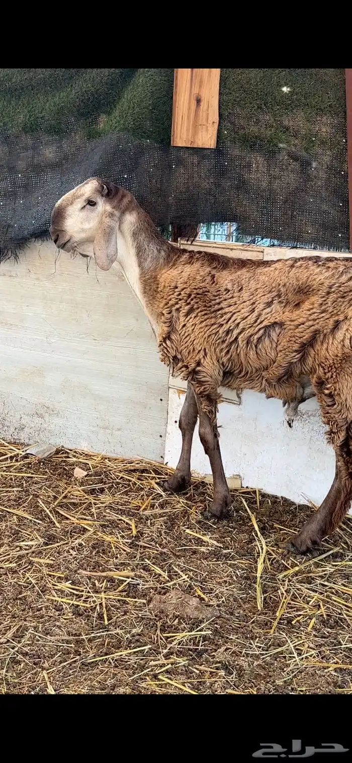 طليان سواكن صنف مشاريع فحول فواخر 6