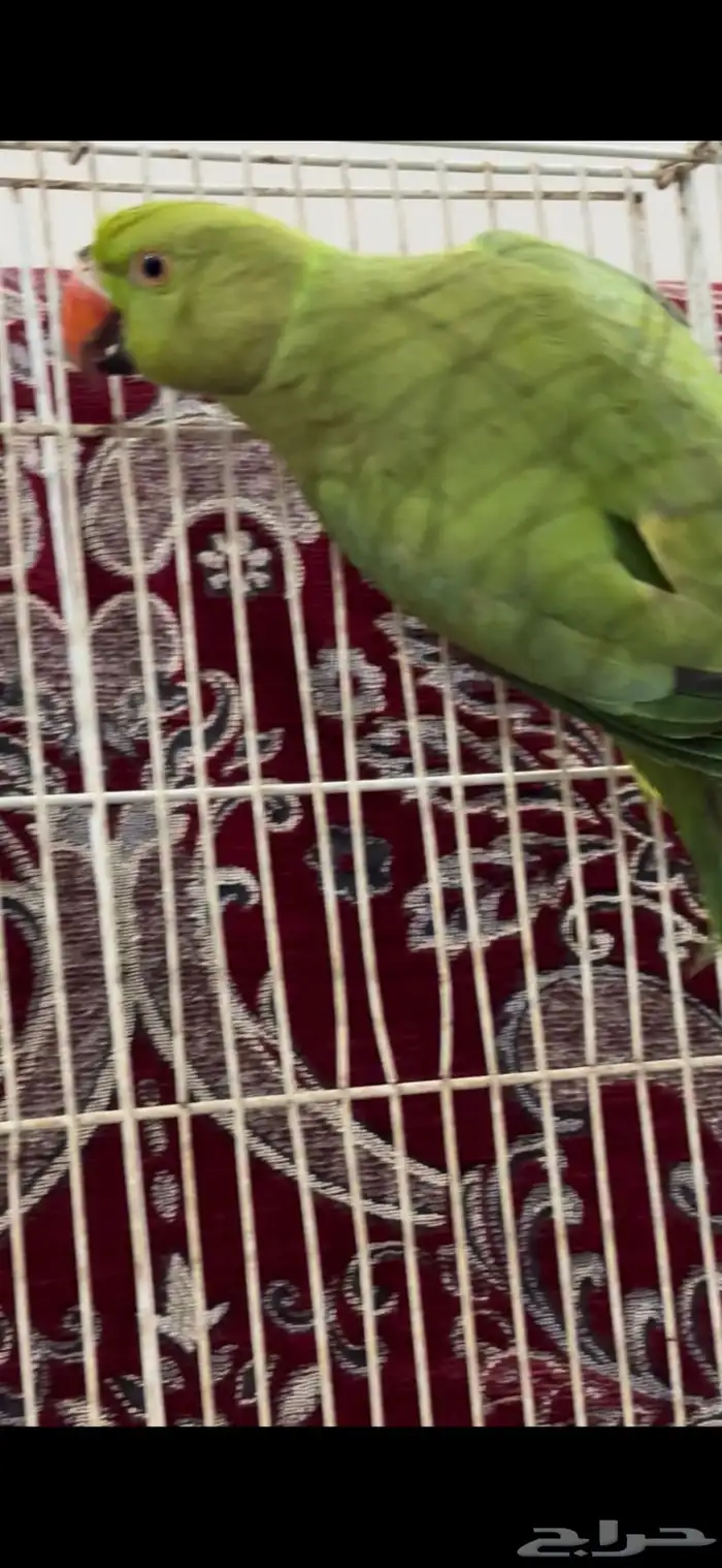 درة هندي شاك فيه انه ذكر 0