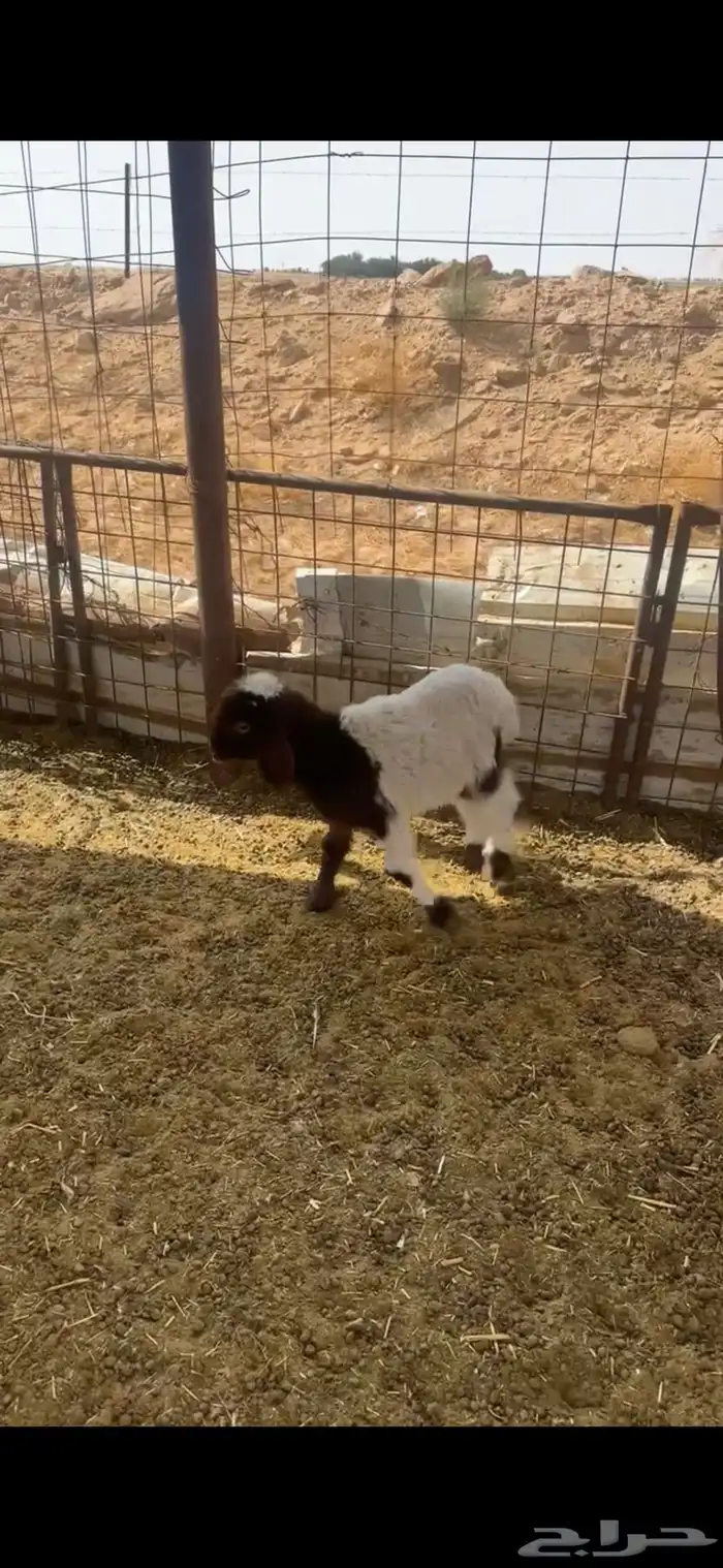 خروفين نعيم 8