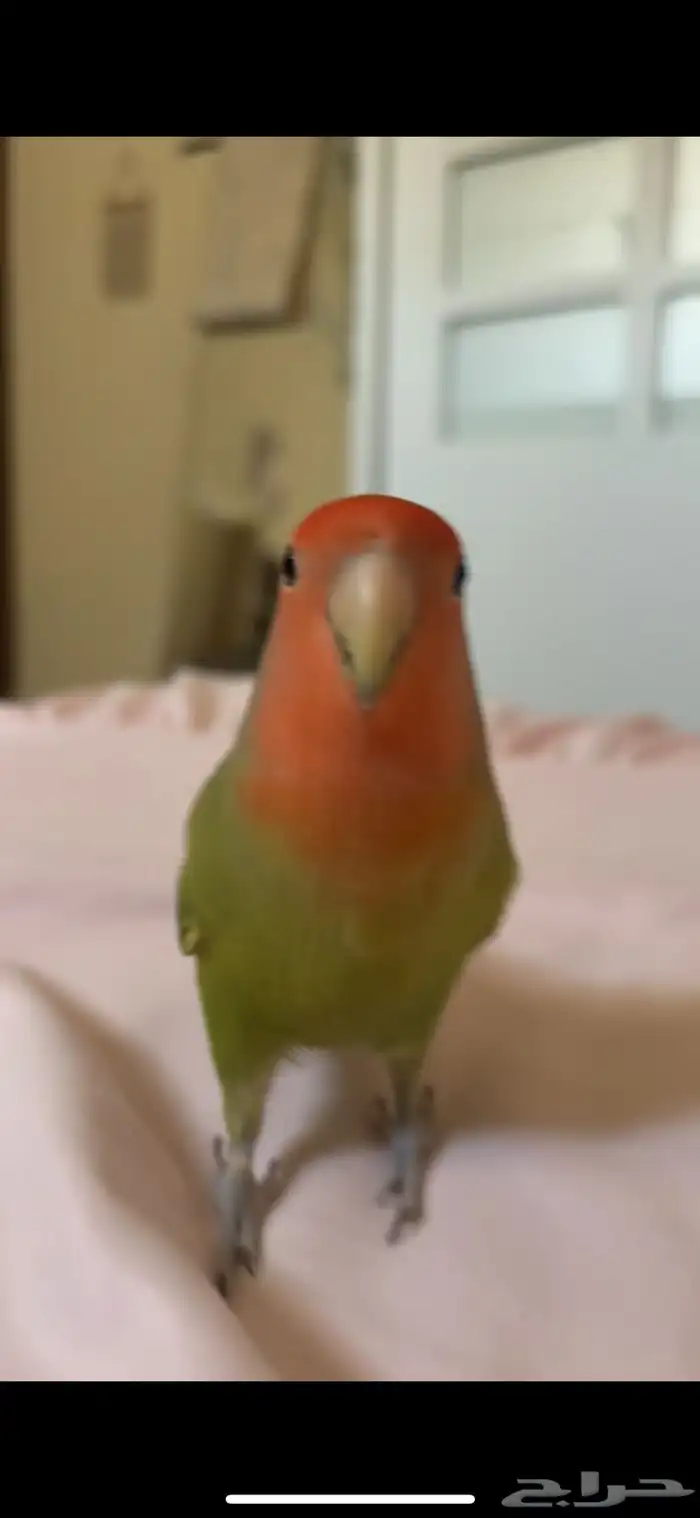 طيور روز اليفات 3