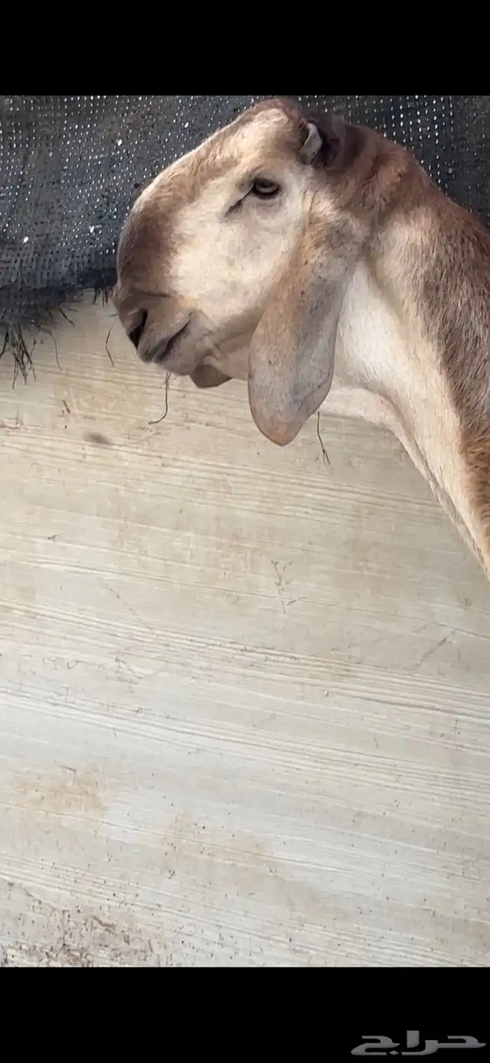 طليان سواكن صنف مشاريع فحول فواخر 0