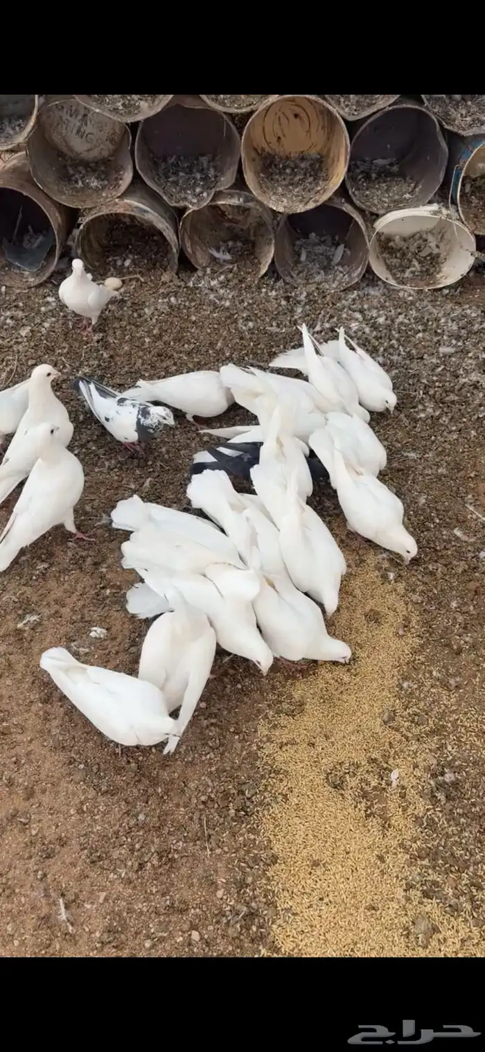 حمام فرنسي جانبو 0