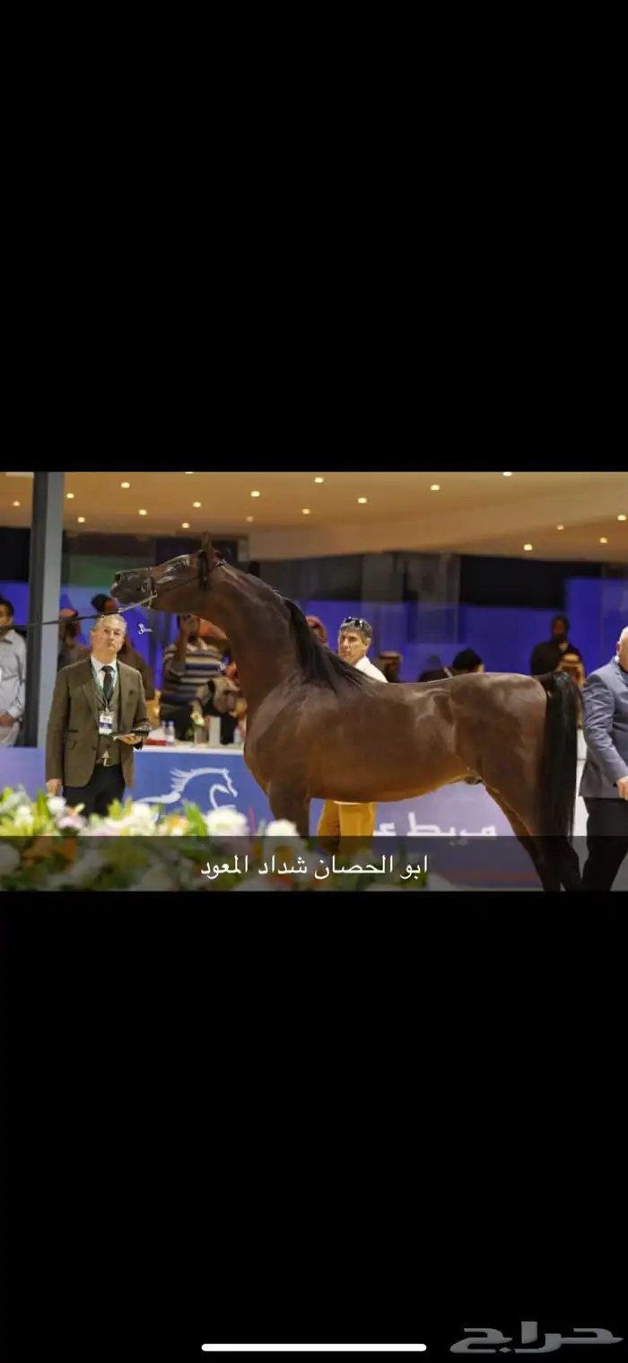 حصان واهو 18