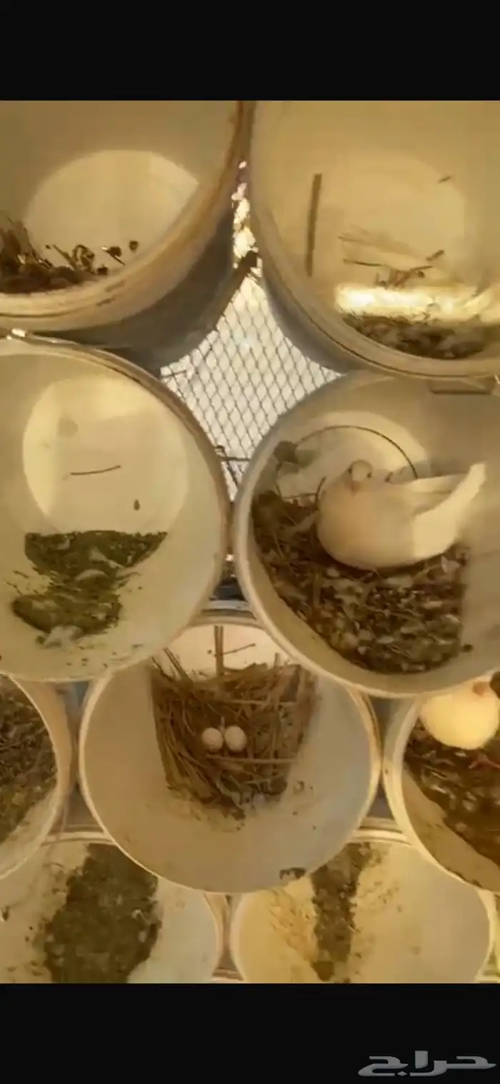 حمام فرنسي منتج على شرط واحجام مشاءلله تبارك الله 2