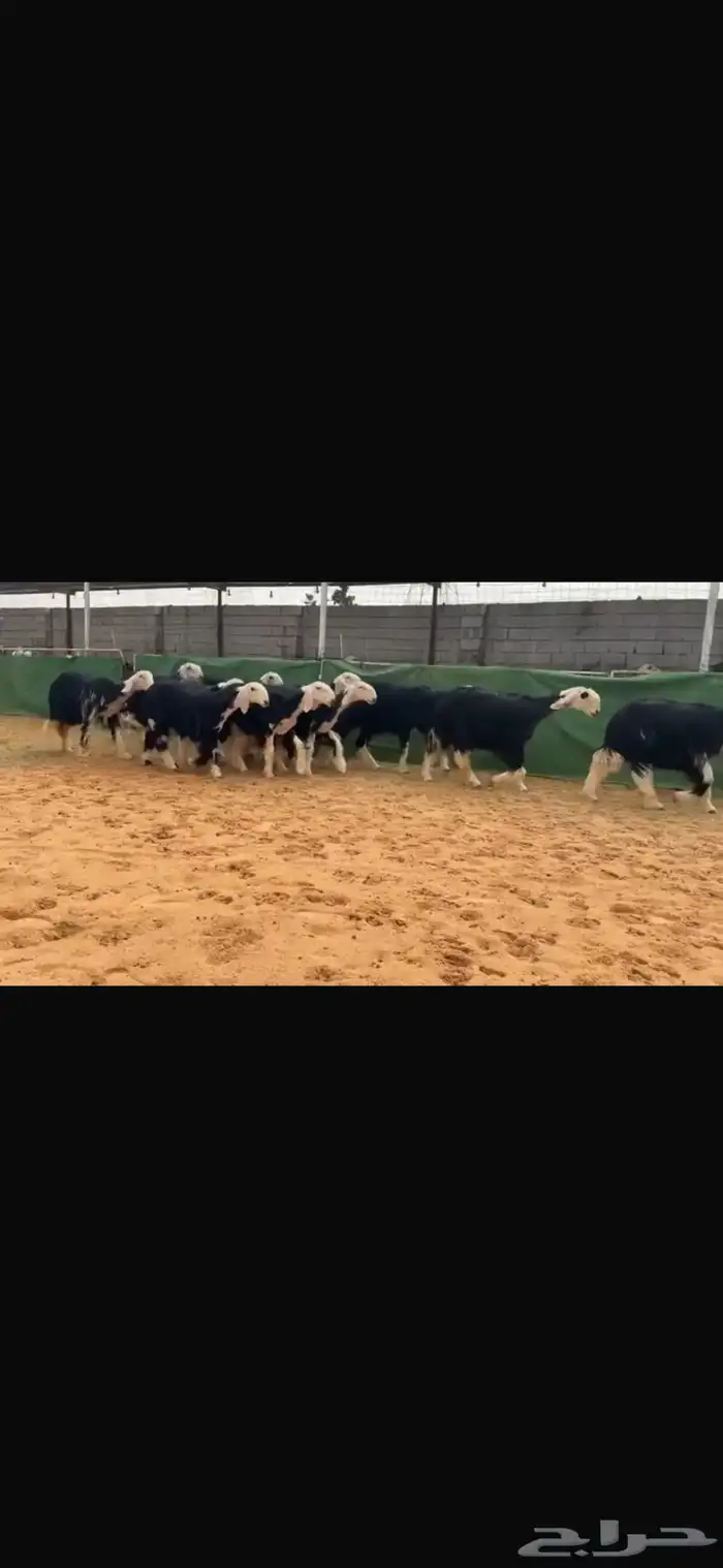 عرض بيع جذعات 2