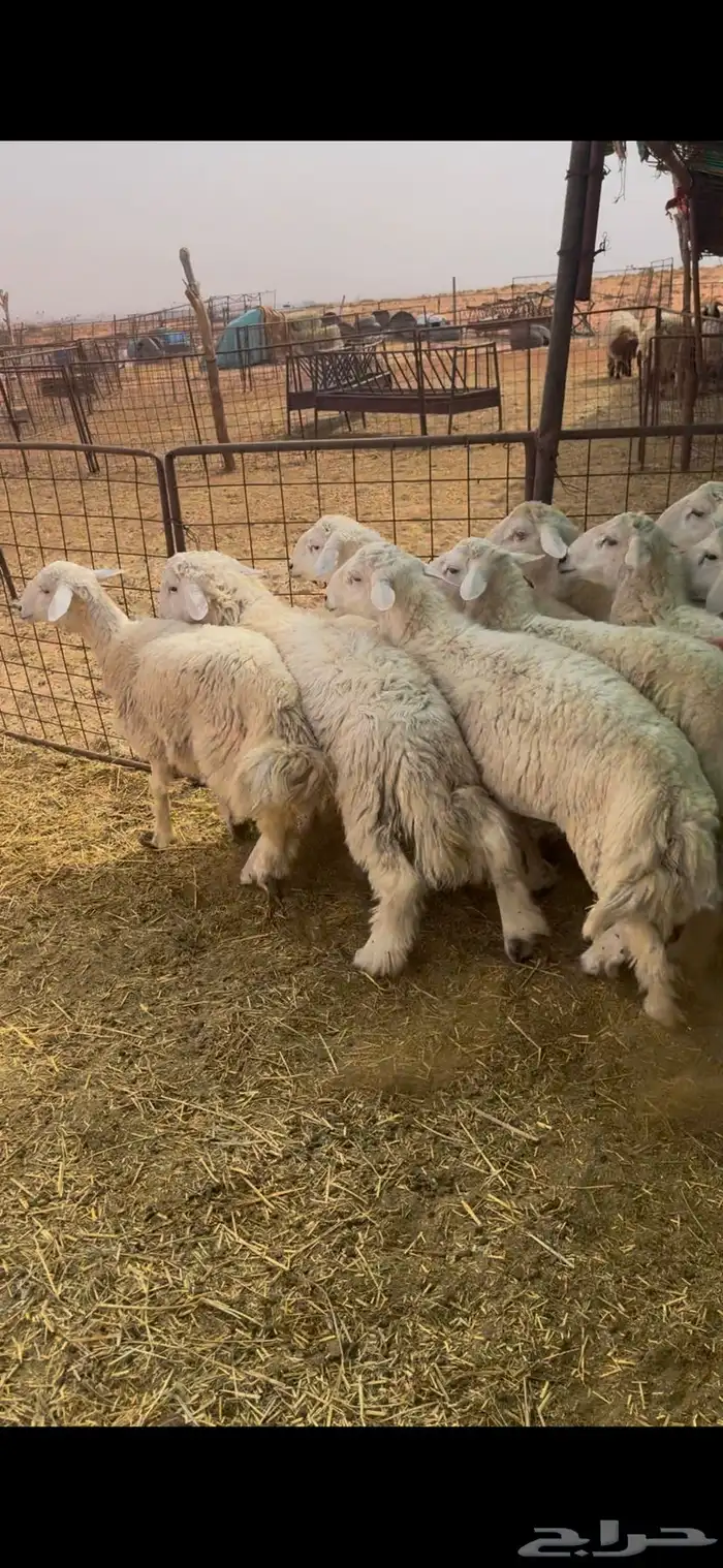 القصيم الاسياح 2