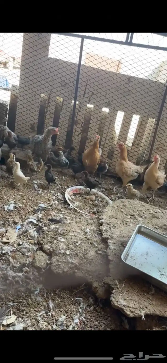 دجاج مفرخ صوص دجاج 0