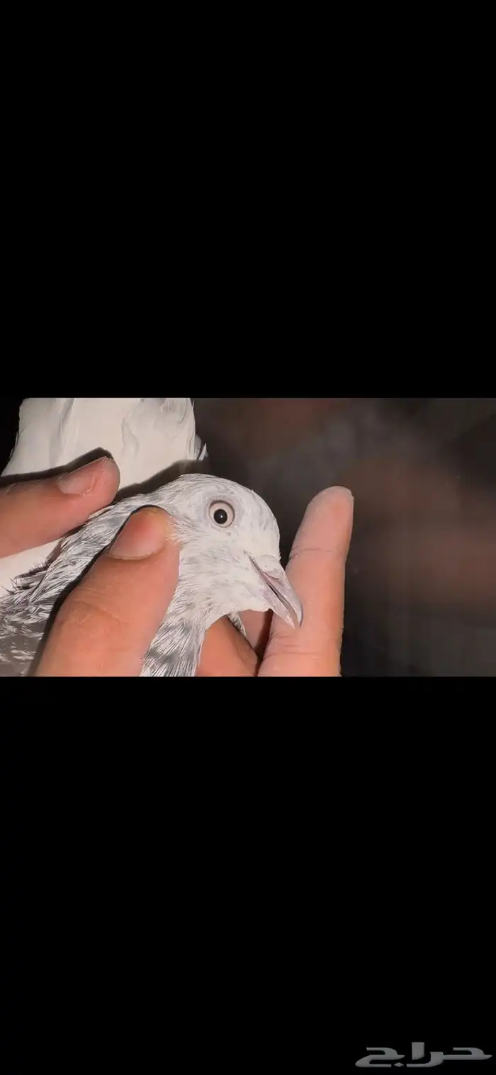 جوز سالكوتي موتيا 4