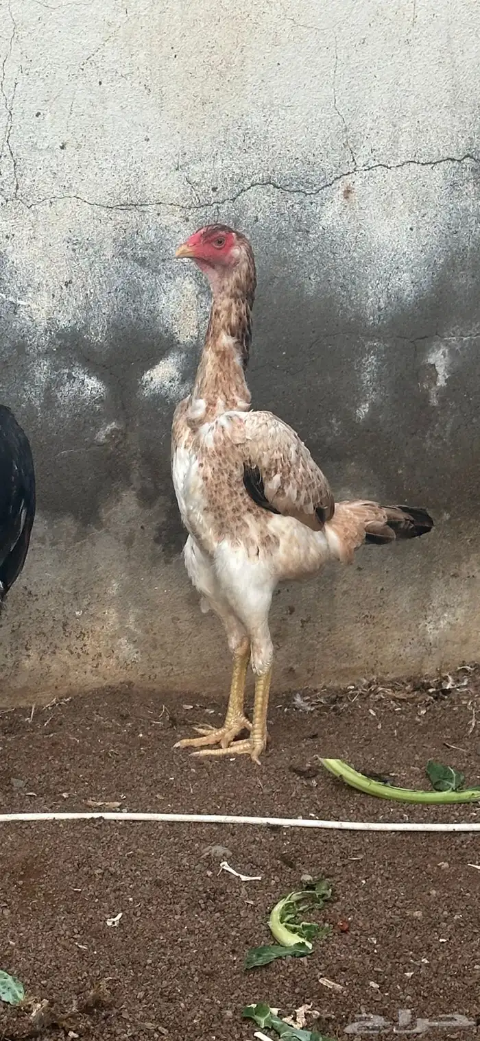 ثنتين دجاج شامو ياباني 0