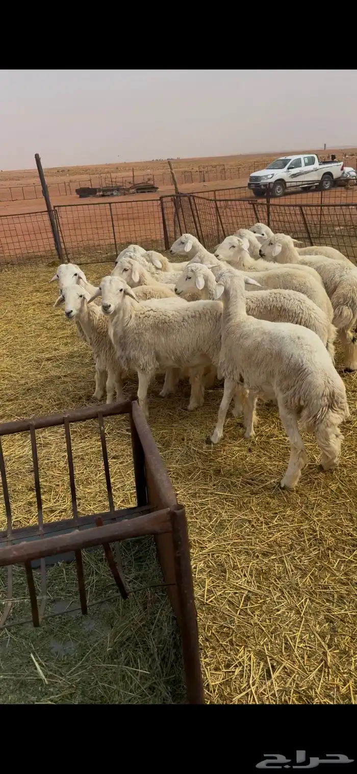 القصيم الاسياح 3