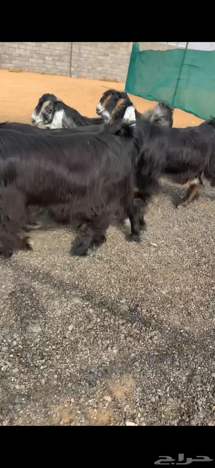 جفرات عوارض خصم الخصم دفيع 4