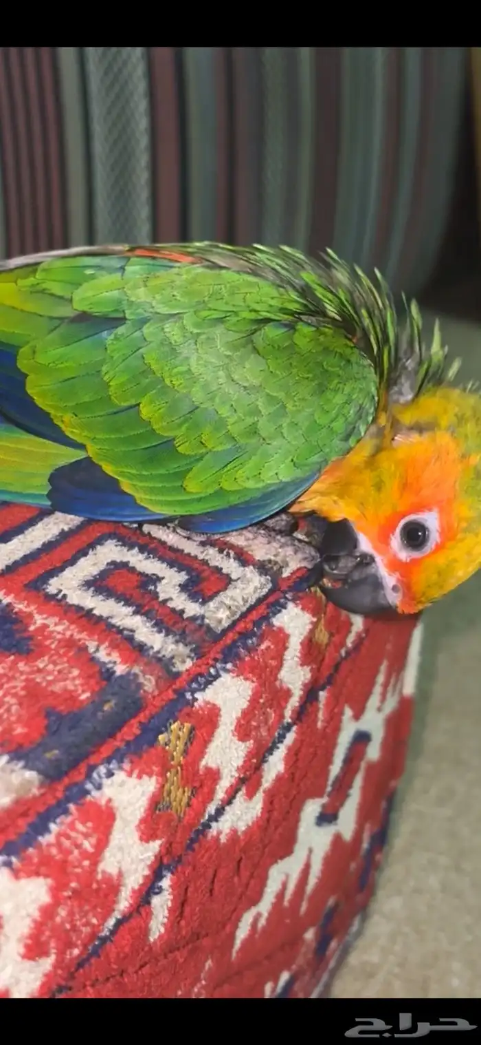 فرخ صن كنيور 1