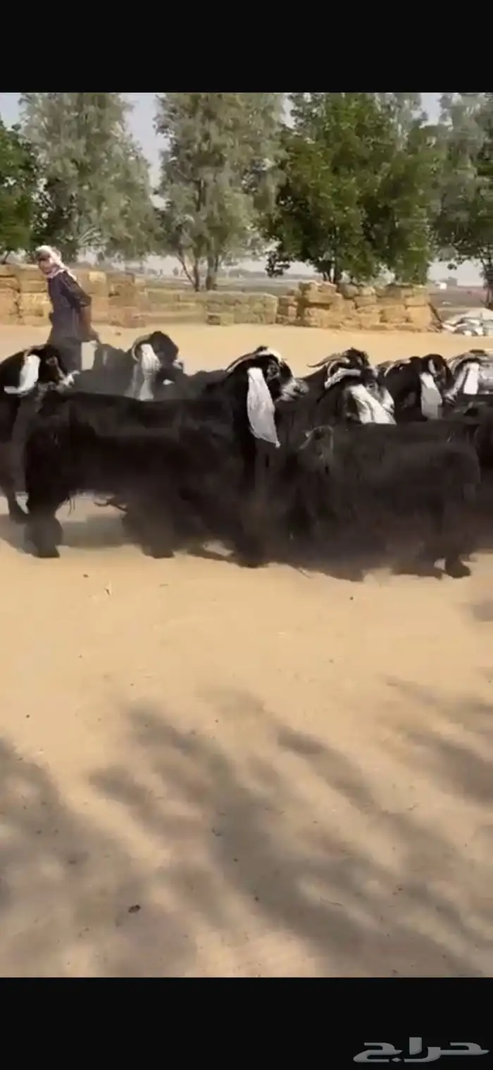 معزا عوراض فاخره 8