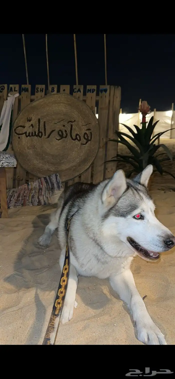 كلب هسكي مفقود و مكافأة مالية لمن يجده 0