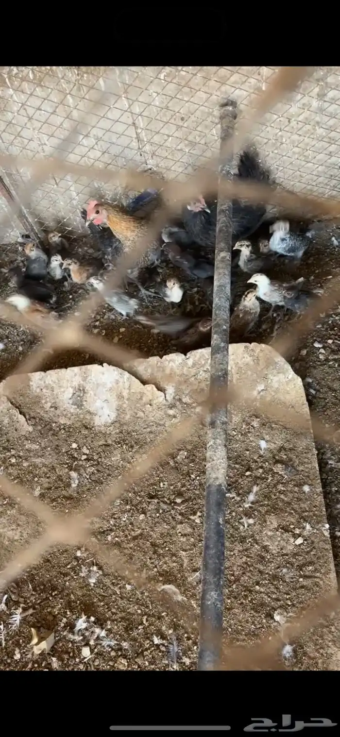 دجاج مفرخ صوص دجاج 1