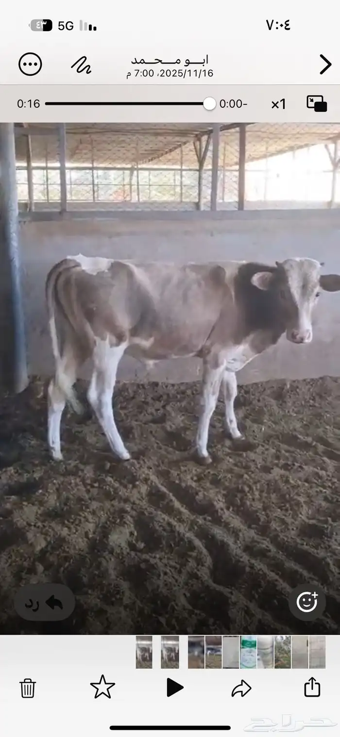 ثور الماني 0