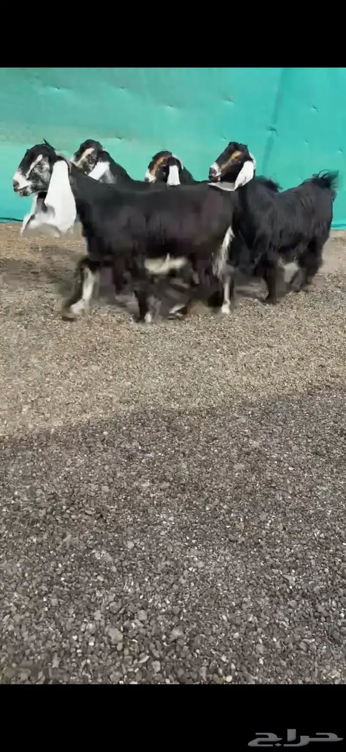 جفرات عوارض خصم الخصم دفيع 2