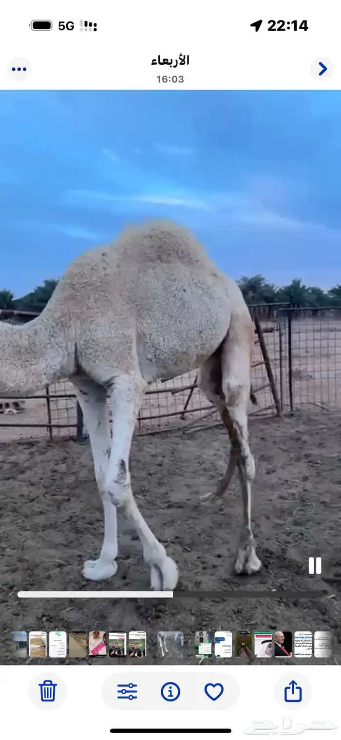 شمال بريدة 0