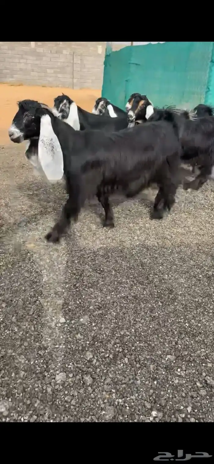 جفرات عوارض خصم الخصم دفيع 3