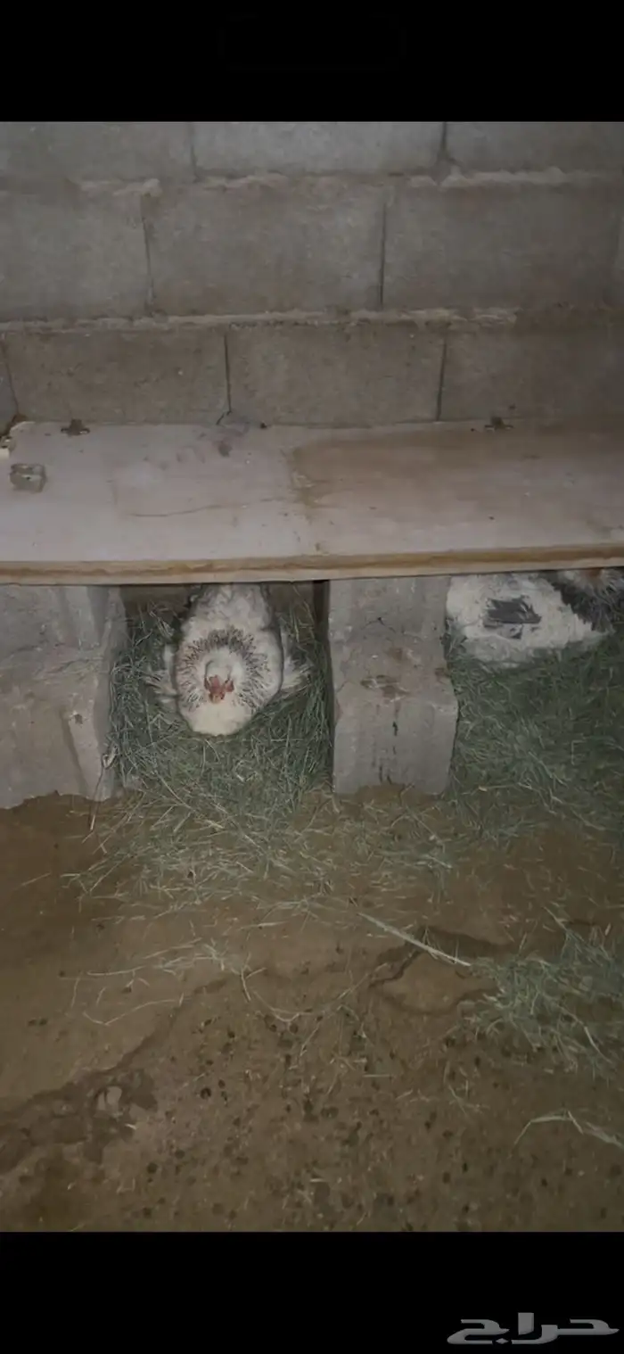 للبيع دجاج براهما 8