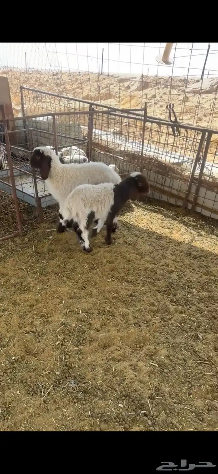 خروفين نعيم 7